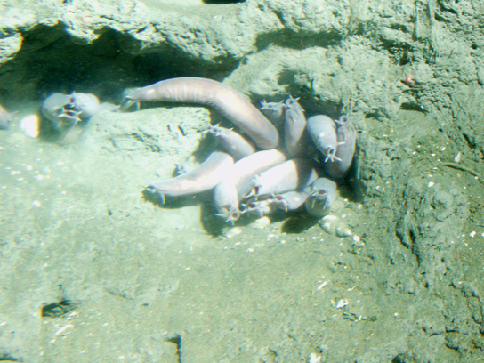 The photo shows wormlike hagfish clustered in a muddy hole