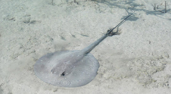 The photo shows a stingray with a long, thin body and a circular head, resting on the sandy bottom.