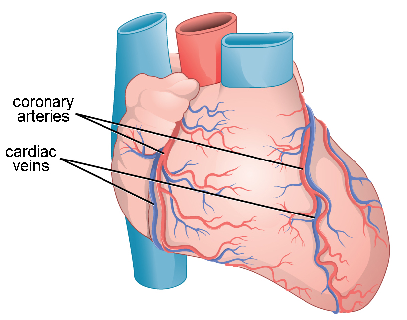 This illustration shows the outside of the heart. Coronary arteries and coronary veins run from the top down along the right and left sides.