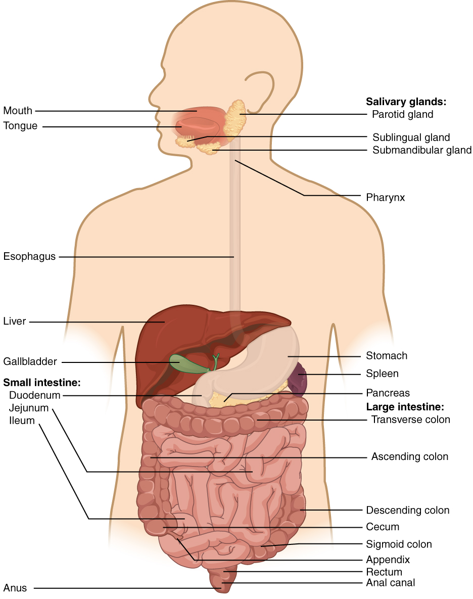 This diagram shows the digestive system of a human being, with the major organs labeled. The digestive system has two primary locations: in the head and in the abdomen. The mouth, tongue, and salivary glands are located in the head. The pharynx and esophagus connect the mouth to the stomach, which is located in the abdomen. Other components located in the abdomen include the liver, gallbladder, spleen, pancreas, large intestine and small intestine. The large intestine includes the transverse colon and ascending colon. The small intestine includes the duodenum, jejunum, and ileum.