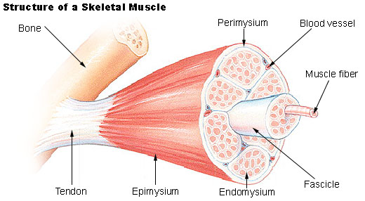 The structure of a skeletal muscle. A tendon attaches the muscle to the bone. The body of the muscle is called the epimysium. the interior of the muscle is divided into sections called endomysium, which are separated from each other by fascicle. There are blood vessels between endomysia. The endomysia are composed of muscle fibers. The Perimysium lays between the endomysium and the epimysium.