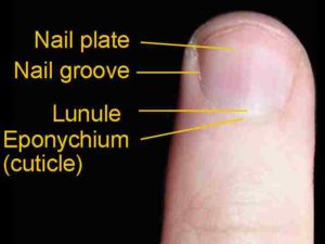 A dorsal view of a finger. The eponychium (more commonly known as the cuticle) is a thin, pink layer between the white proximal edge of the nail (the lunule), and the edge of the finger skin. The lunule appears as a crescent-shaped white area at the proximal edge of the pink-shaded nail. The nail folds are where the sides of the nail contact the finger skin. The body of the nail is called the nail plate.