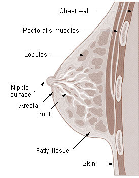 This figure shows the anatomy of the breast from the side view. The main parts are labeled. The chest wall separates the breast from the chest. The pectoralis muscle lays on top of the chest wall. The breast is made up of lobules and fatty tissue. Ducts in the breast allow milk to flow out of the nipple.