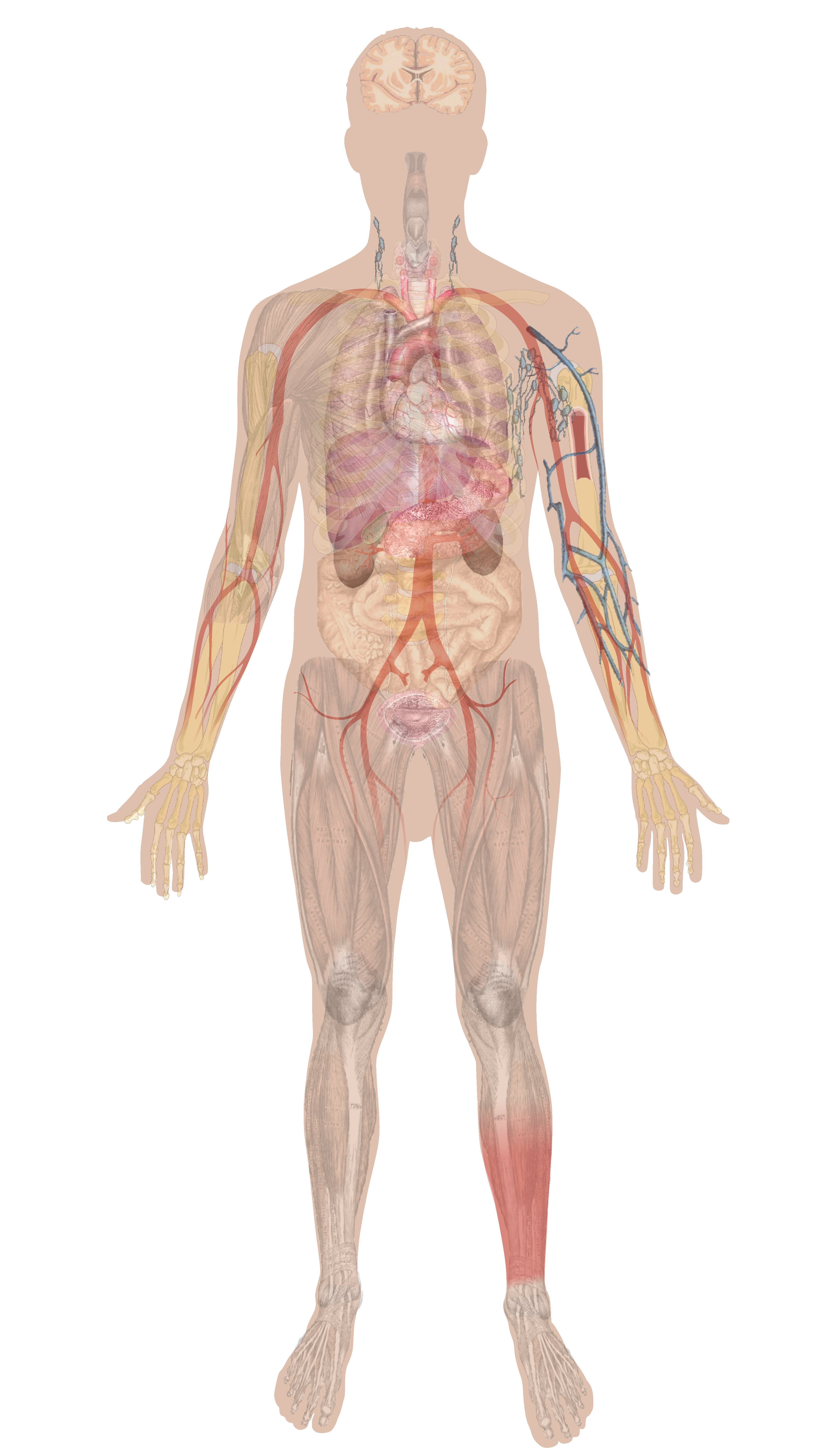 A diagram of the human body showing the primary organs and structures, including the brain, stomach, skeleton, lungs, and heart.