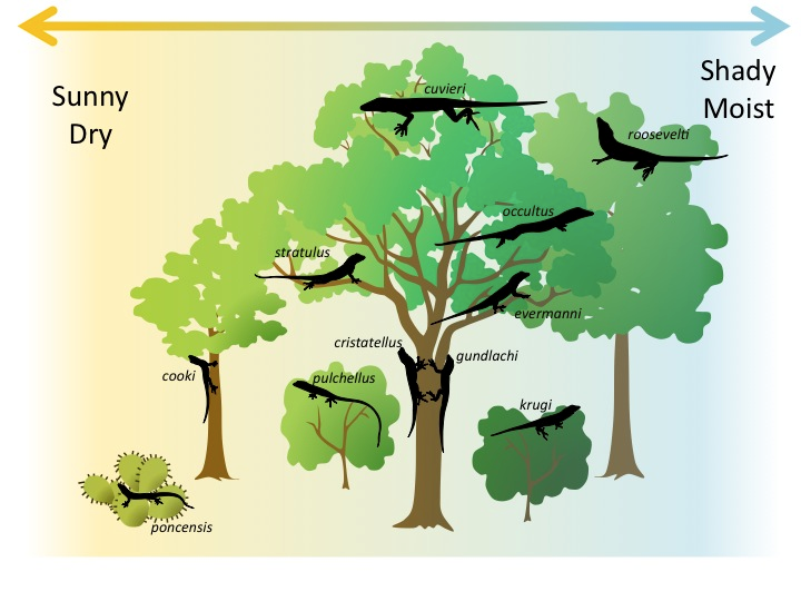 Diagram representing resource partitioning among species of the anole lizard. Some live high in the tree, others in the middle of the tree, others on the trunk. Other anole species live in bushes or cactuses. Also, some live in a sunnier drier environment and some in a shadier moister environment. There are eleven species pictured in all, each with a slightly different environment it occupies.