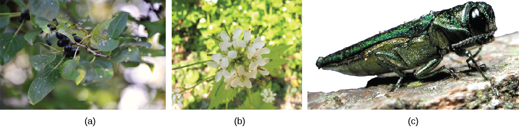 Photo A shows buckthorn, a bushy plant with yellow flowers. Photo B shows garlic mustard, a small plant with white flowers. Photo C shows an emerald ash borer, a bright green insect resembling a cricket.