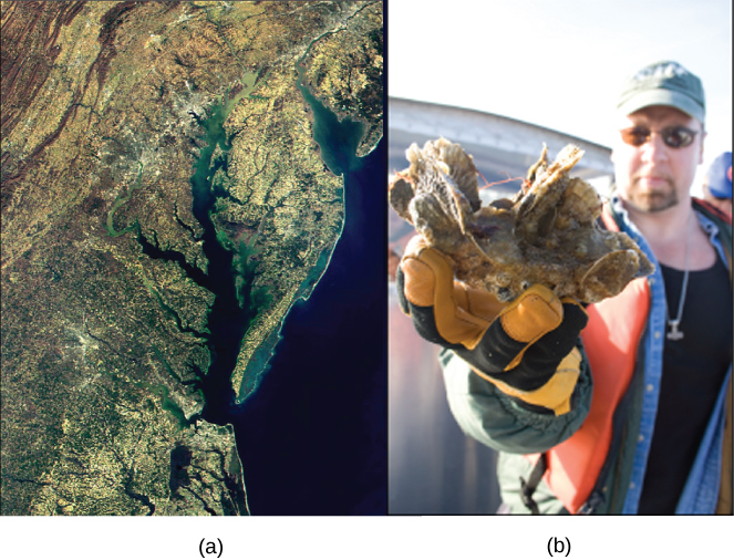 Satellite image shows the Chesapeake Bay. Inset is a photo of a man holding a clump of oysters.