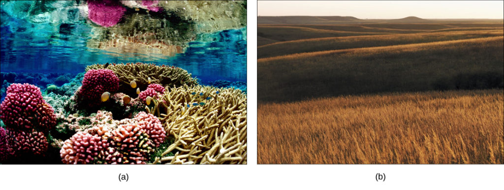 Photo a shows a coral reef. Some of the coral is lobe-shaped, with bumpy pink protrusions, and the other coral has long, slender beige branches. Fish swim among the coral. Photo b shows a rolling prairie, with nothing but tall brown grass as far as the eye can see.