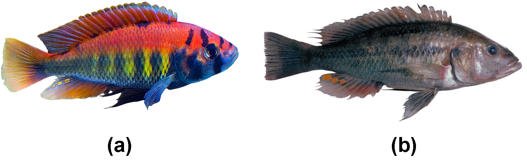 photo a shows a brilliantly colored rainbow fish. Photo b shows a duller drab grey fish with a few spots of orange coloring.