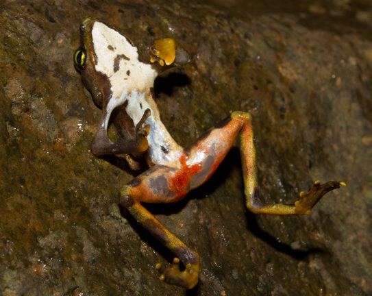 Photo shows a dead frog laying upside-down on a rock. The frog has bright red lesions on its hind quarters.