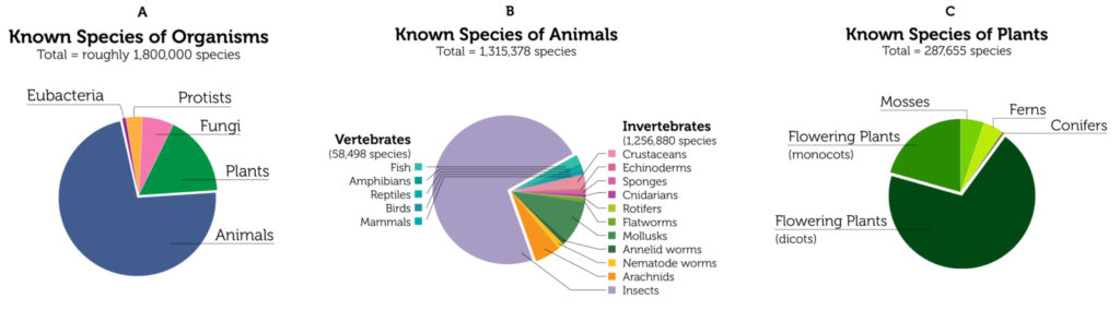 Three pie charts showing the diversity of life. The first shows the known species of organisms. The total equals roughly one million eight hundred thousand species. Animals take up approximately 72 percent of the chart, plants 17, fungi 6, protists 4, and eubacteria 1. The second chart shows the know species of animals. The total equals roughly on millions three hundred fifteen thousand and three hundred seventy eight. Invertebrates total one million two hundred fifty-six thousand and eight hundred eighty (about 95 percent) and vertebrates total fifty-eight thousand and four hundred ninety-eight (about 5 percent). Invertebrates include insects, arachnids, nematode worms, annelid worms, mollusks, flatworms, cnidarians, sponges, echinoderms, and crustaceans. Vertebrates include fish, amphibians, reptiles, birds, and mammals. The third chart shows the known species of plants. The total equals about 287,655 species. Flowering plants dicots equal about 68.5 percent, flowering plants monocots equal 21, mosses 5, ferns 5, and conifers .5.