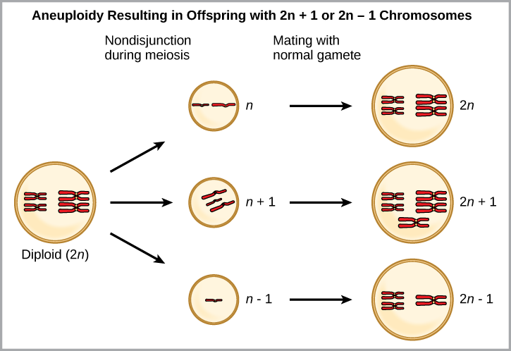 Aneuploidy results when chromosomes fail to separate correctly during meiosis. As a result, one gamete has one too many chromosomes (n +1), and the other has one too few (n – 1). When the n + 1 gamete fuses with a normal gamete, the resulting zygote has 2n + 1 chromosomes. When the n – 1 gamete fuses with a normal gamete, the resulting zygote has 2n -1 chromosomes.