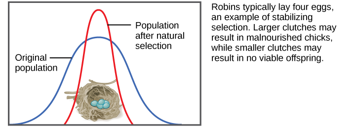 Shows a robin clutch size as an example of stabilizing selection. Robins typically lay four eggs. Larger clutches may result in malnourished chicks, while smaller clutches may result in no viable offspring. A wide bell curve indicates that, in the original population, there was a lot of variability in clutch size. Overlaying this wide bell curve is a narrow one that represents the clutch size after natural selection, which is much less variable.