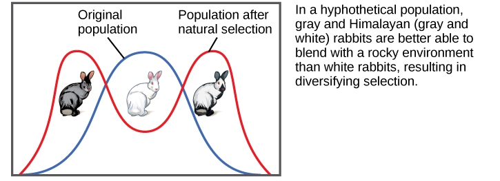 Shows rabbit coat color as an example of diversifying selection. In this hypothetical example, gray and Himalayan (gray and white) rabbits are better able to blend into their rocky environment than white ones. The original population is represented by a bell curve in which white is the most common coat color, while gray and Himalayan colors, on the right and left flank of the curve, are less common. After natural selection, the bell curve splits into two peaks, indicating gray and Himalayan coat color have become more common than the intermediate white coat color.