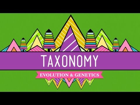 Thumbnail for the embedded element "Taxonomy: Life's Filing System - Crash Course Biology #19"