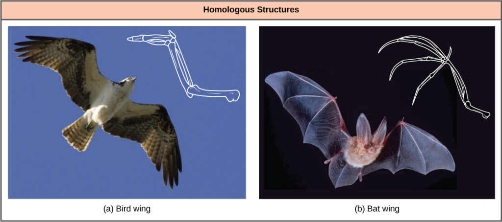Photo a shows a bird in flight with a corresponding drawing of a bird wing. Photo b is a bat in flight with a corresponding drawing of a bat wing. Both the bird wing and the bat wing share common bones, analogous to the bones in the arms and fingers of humans. However, in the bat wing, the finger bones are long and separate and form a scaffolding on which the wing’s membrane is stretched. In the bird wing, the finger bones are short and fused together at the front of the wing.
