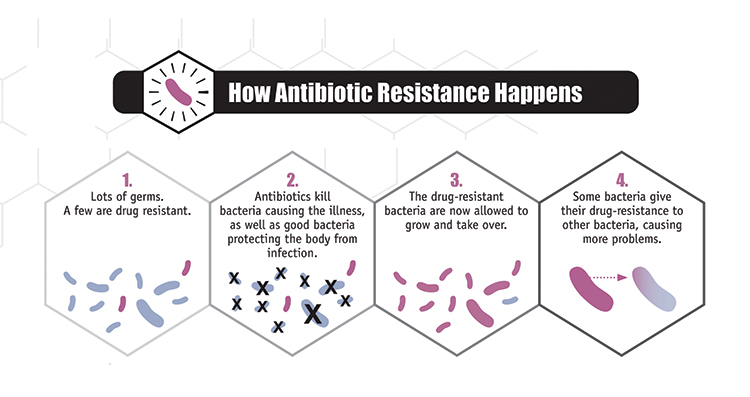 An infographic depicting how antibiotic resistance happens. First, there are a lot of germs, and just a few are drug resistant. Second, antibiotics kill the bacteria causing illness, as well as good bacteria that protect the body from infection. Third, the drug-resistant bacteria are now allowed to grow and take over. Finally, some bacteria give their drug resistance to other bacteria, causing more problems.