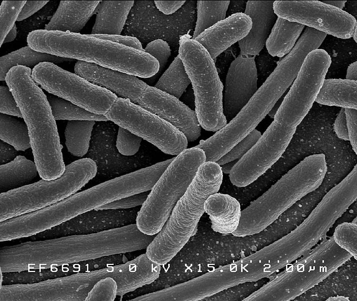 Scanning electron micrograph of Escherichia coli, grown in culture and adhered to a cover slip.