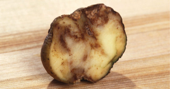The photo shows a slice of potato that has browned and appears rotten.