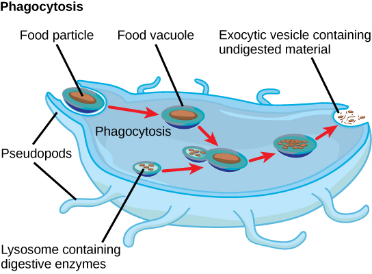In this illustration, a eukaryotic cell is shown consuming a food particle. As the food particle is consumed, it is encapsulated in a vesicle. The vesicle fuses with a lysosome, and proteins inside the lysosome digest the food particle. Indigestible waste material is ejected from the cell when an exocytic vesicle fuses with the plasma membrane.