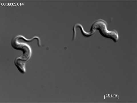 Thumbnail for the embedded element "Trypanosoma brucei bloodstream form."