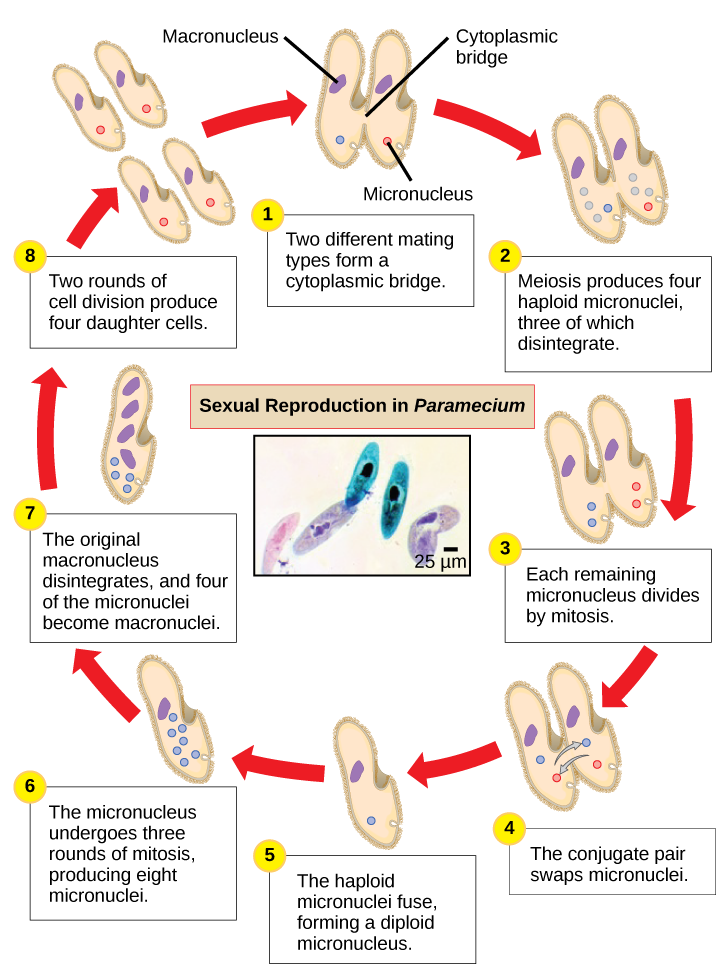 The illustration shows the life cycle of Paramecium. The cycle begins when two different mating types form a cytoplasmic bridge, becoming a conjugate pair. Each Paramecium has a macronucleus and a micronucleus. The micronuclei undergo meiosis, resulting in four haploid micronuclei in each parent cell. Three of these micronuclei disintegrate. The remaining micronuclei divide once by mitosis, resulting in two micronuclei per cell. The parent cells swap one of these micronuclei. The two haploid micronuclei then fuse, forming a diploid micronucleus. The micronucleus undergoes three rounds of mitosis, resulting in eight micronuclei. The original macronucleus dissolves, and four of the micronuclei become macronuclei. Two rounds of cell division result in four daughter cell per each parent cell, each with one macronucleus and one micronucleus.