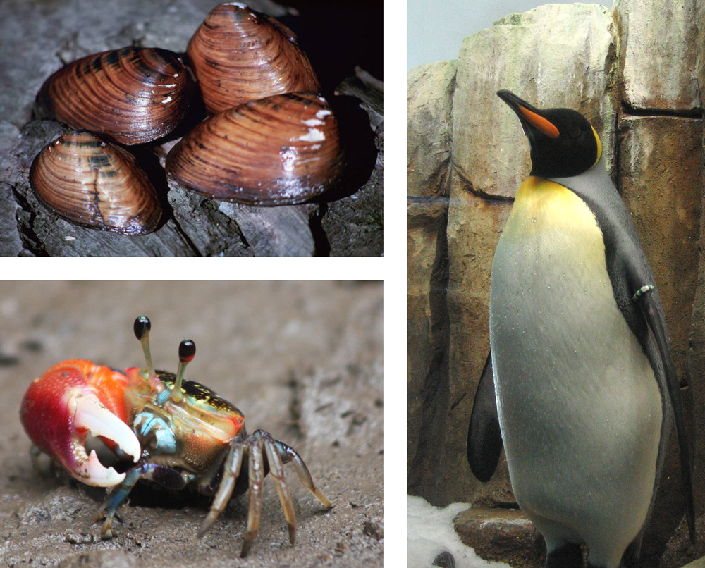 The photo collage shows mollusks, a crab, and, a penguin.