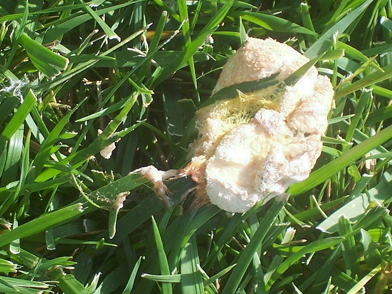 Slime mold on lawn, U.S.A. Trail of movement can be seen.
