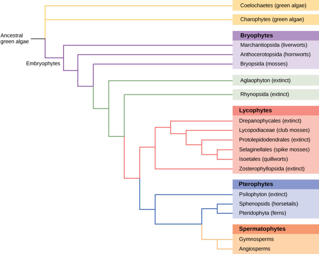 This phylogenetic tree shows the evolutionary relationships of plants. It includes the following categories from top to bottom: Ancestral green algae, embroyphytes, two extinct species, lycophytes, pterophytes, spermatophytes.