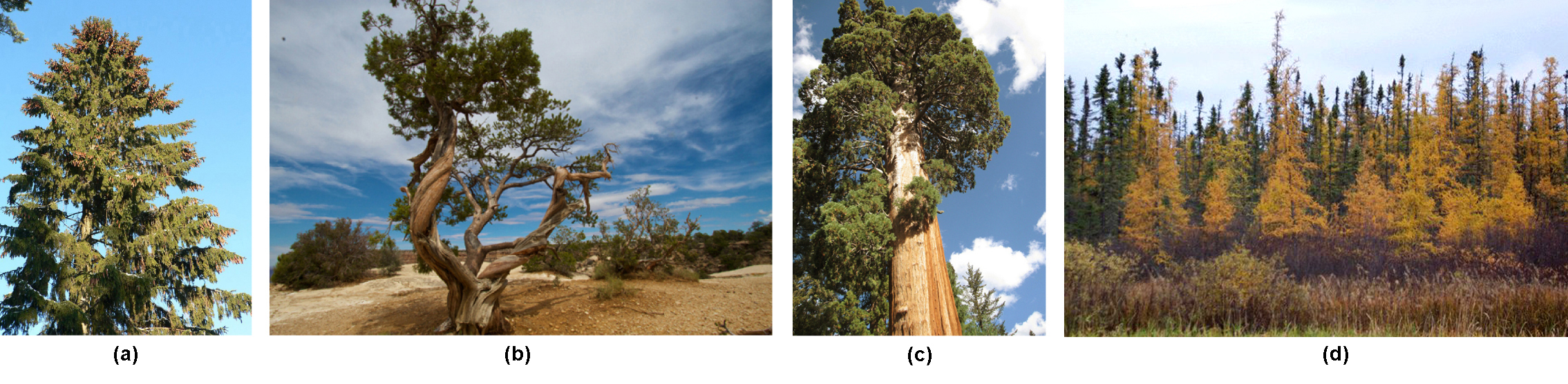 Photo A shows a juniper tree with a gnarled trunk. Photo B shows a sequoia with a tall, broad trunk and branches starting high up the trunk. Photo C shows a forest of tamarack with yellow needles. Photo D shows a tall spruce tree covered in pine cones. Photo B. Photo C Part D