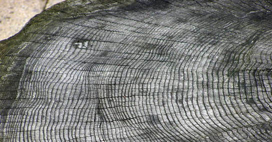 Photo shows a cross section of a large tree trunk with many rings projecting outward from the center.