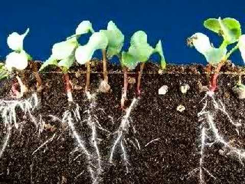 Thumbnail for the embedded element "Time lapse radish seeds sprouting, top and roots growing"