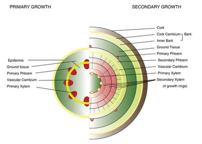 In primary growth, there are five components: The exterior is called the epidermis. The interior is ground tissue. Inside the ground tissue, there is a ring known as the vascular cambium. Attached to the vascular cambium are primary phloem and primary xylem. In secondary growth, there are several more components. From outside to in the different layers are as follows: Cork, Bark, inner bark, ground tissue, primary phloem, secondary phloem, vascular cambium, primary xylem, and finally the secondary xylem, which has four growth rings in this example.