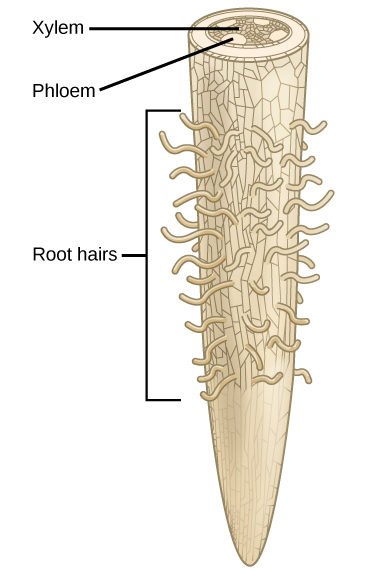 Illustration shows a root tip. The tip of the root is bare, and hairs grow further up. A cross section at the top of the root reveals xylem tissue interspersed by four ovals containing phloem at the periphery.