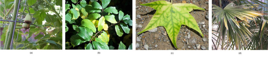 Photo (a) shows a tomato plant with two green tomato fruits. The fruits have turned dark brown on the bottom. Photo (b) shows a plant with green leaves; some of the leaves have turned yellow. Photo (c) shows a five-lobed leaf that is yellow with greenish veins. Photo (d) shows green palm leaves with yellow tips.