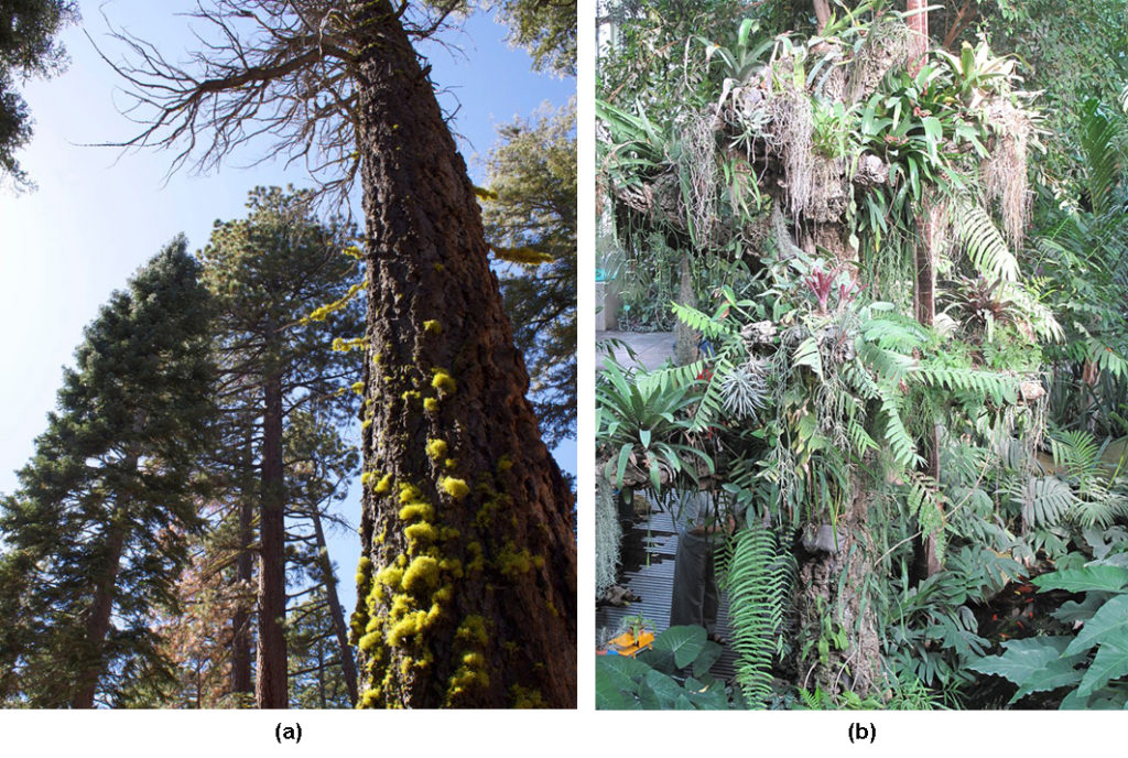 Photo (a) shows a tall pine tree covered with green lichen. Photo (b) shows a tree trunk covered with epiphytes, which look like ferns growing on the trunk of a tree. There are so many epiphytes the trunk is nearly obscured.