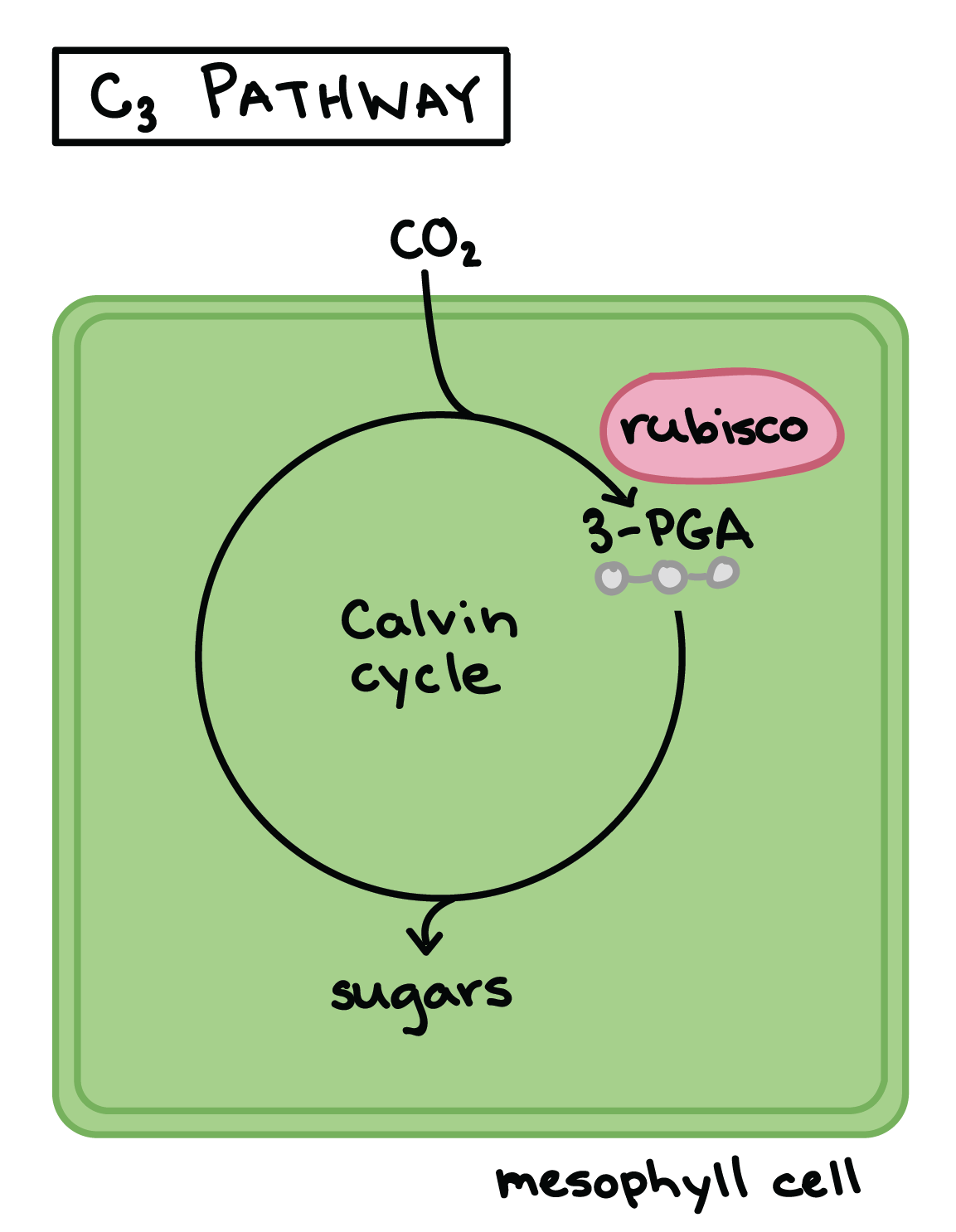 Image of the c3 pathway. Carbon dioxide enters a mesophyll cell and is fixed immediately by rubisco, leading to the formation of three PGA molecules, which contain three carbons.