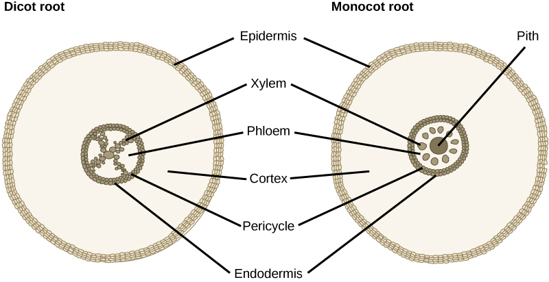 The cross section of a dicot root has an X-shaped structure at its center. The X is made up of many xylem cells. Phloem cells fill the space between the X. A ring of cells called the pericycle surrounds the xylem and phloem. The outer edge of the pericycle is called the endodermis. A thick layer of cortex tissue surrounds the pericycle. The cortex is enclosed in a layer of cells called the epidermis. The monocot root is similar to a dicot root, but the center of the root is filled with pith. The phloem cells form a ring around the pith. Round clusters of xylem cells are embedded in the phloem, symmetrically arranged around the central pith. The outer pericycle, endodermis, cortex and epidermis are the same in the dicot root.