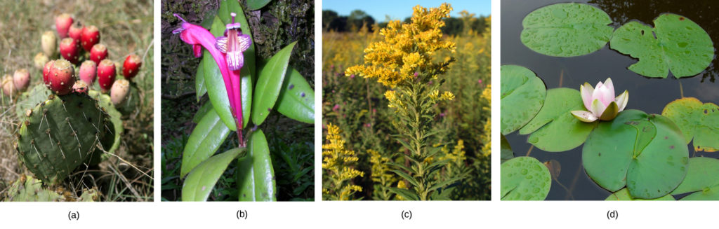 Photo (a) shows a cactus with flat, oval, prickly leaves and a red cylindrical fruit on top; (b) is an orchid with a purple and white flower and glossy leaves; (c) shows a field of plants with long stems, many leaves and a bushy head of small golden flowers; (d) is a water lily in a pond. The water lily has round, flat leaves and a pink and white flower.