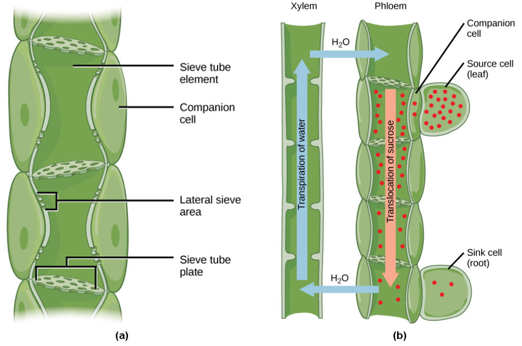 Part a shows phloem, a column-like structure that is composed of stacks of cylindrical cells called sieve-tube elements. Each cell is separated by a sieve-tube plate. The sieve-tube plate has holes in it, like a slice of Swiss cheese. Lateral sieve areas on the side of the column allow different phloem tubes to interact. Part b shows the transpiration of water up the tubes of the xylem from a root sink cell. At the same time, sucrose is translocated down the phloem to the root sink cell from a leaf source cell. The sucrose concentration is high in the source cell, and gradually decreases from the source to the root.