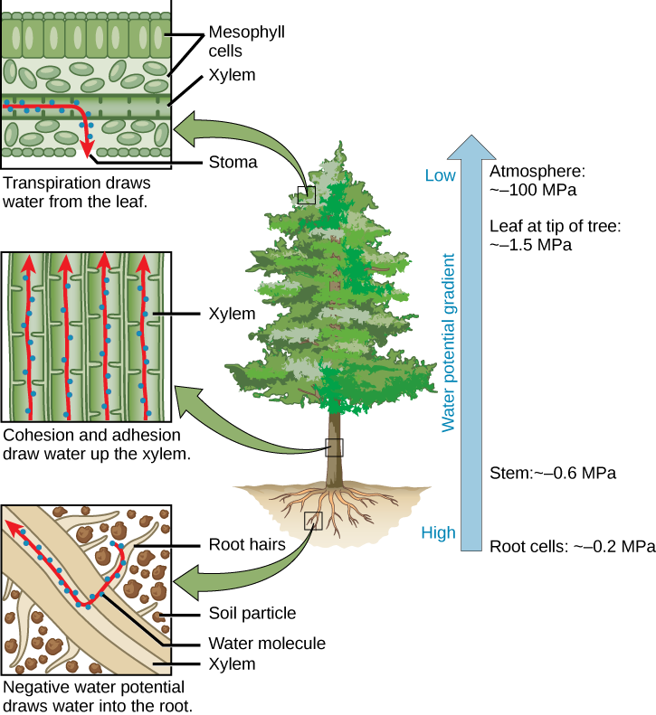 10.14: Transport Of Water And Solutes In Plants - Biology LibreTexts