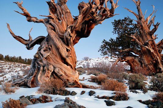 Photo shows the gnarled trunk of a bristlecone pine.