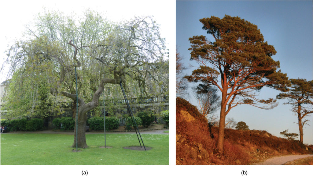 Photo A shows a deciduous tree that loses its leaves in winter. Photo B shows a conifer: a tree that has needles year round.