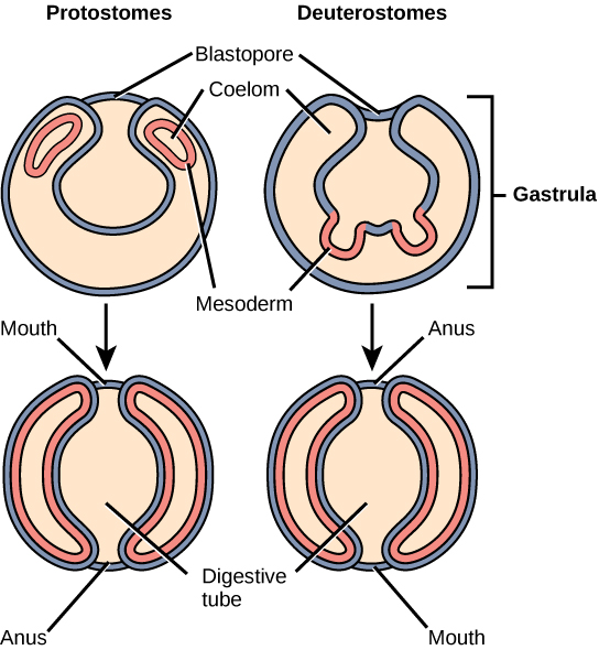 The illustration compares the development of protostomes and deuterostomes. In both protostomes and deuterostomes, the gastrula, which resembles a hollow ball of cells, contains an indentation called a blastopore. In protostomes, two circular layers of mesoderm form inside the gastrula, containing the coelom cavity. As the protostome develops, the mesoderm grows and fuses with the gastrula cell layer. The blastopore becomes the mouth, and a second opening forms opposite the mouth, which becomes the anus. In deuterostomes, two groups of gastrula cells in the blastopore grow inward to form the mesoderm. As the deuterostome develops, the mesoderm pinches off and fuses, forming a second body cavity. The body plan of the deuterostome at this stage looks very similar to that of the protostome, but the blastopore becomes the anus, and the second opening becomes the mouth.