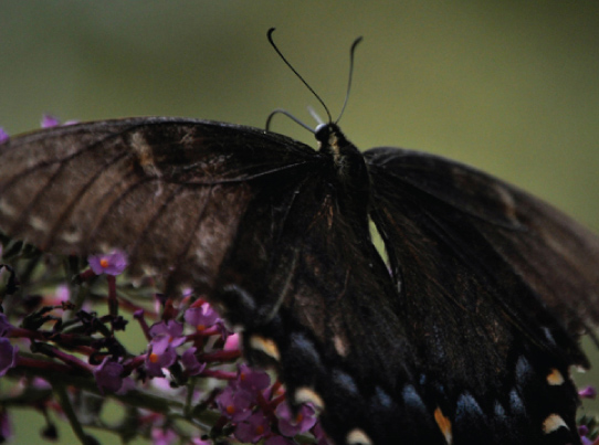 A black butterfly with two symmetrical wings.