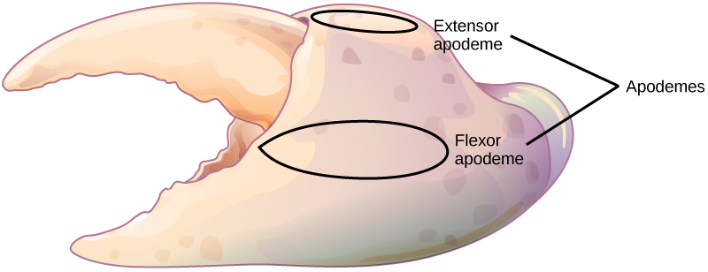 Illustration shows a crab claw with a small, upper portion that pivots relative to a large, lower portion. The apodemes are located on the large portion, above and below the pivot point.