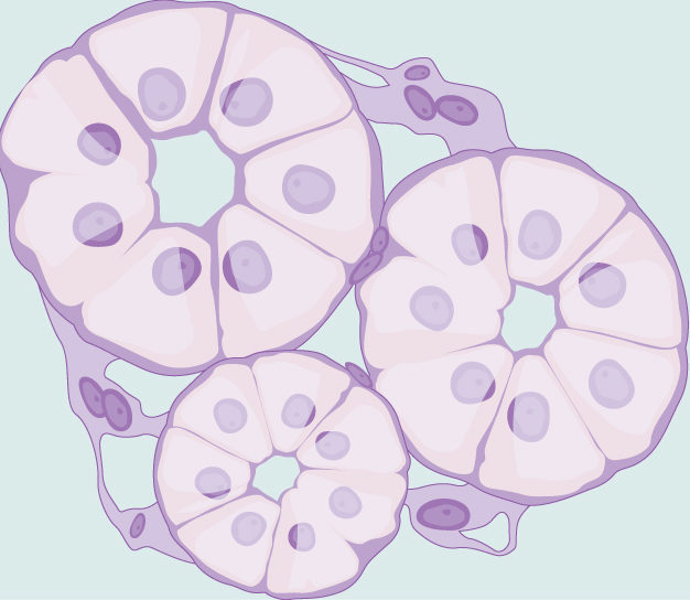 Illustration shows cells, shaped like slices of pie, arranged in a circle. The hub of the circle is empty. Three of these circles of cells cluster together.