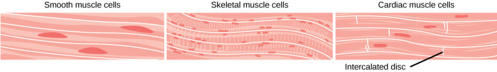 The smooth muscle cells are long and arranged in parallel bands. Each cell has a long, narrow nucleus. Skeletal muscle cells are also long but have striations across them and many small nuclei per cell. Cardiac muscles are shorter than smooth or skeletal muscle cells, and each cell has one nucleus.