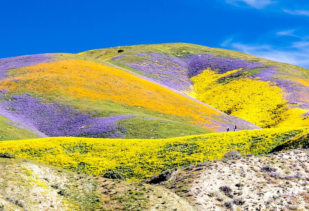 A sunny hill packed with orange, yellow, and purple wildflowers