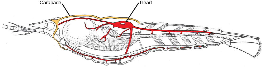 An illustration of a midsagittal cross section of a crayfish shows the carapace around the cephalothorax, and the heart in the dorsal thorax area.
